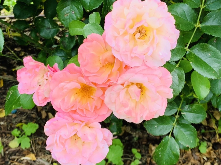 IMG_5041.jpg?type=w966