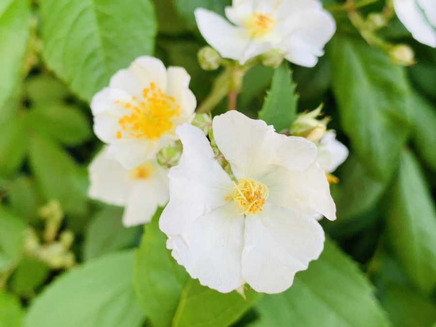 IMG_3386.jpg?type=w966