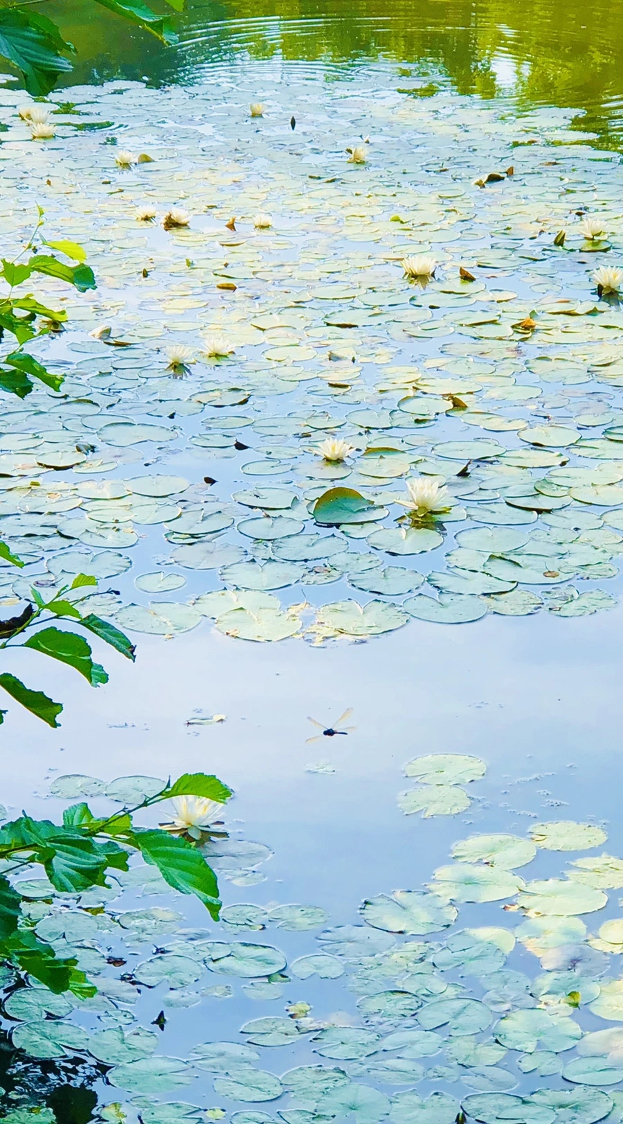 IMG_4915.jpg?type=w966