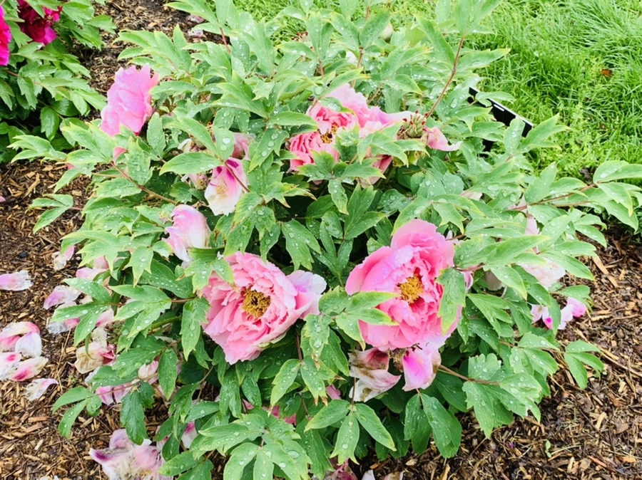 IMG_9972.jpg?type=w966