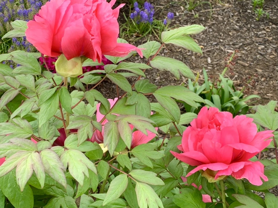 IMG_9104.jpg?type=w966