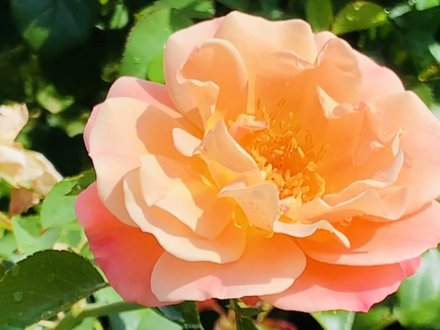 IMG_8461.jpg?type=w966