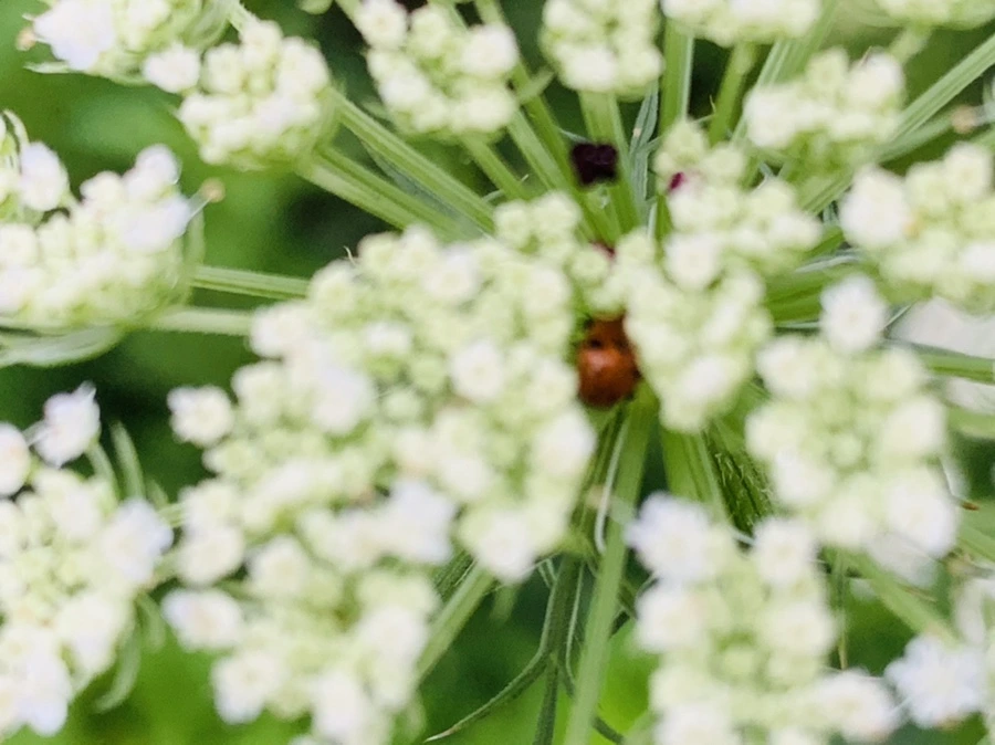 IMG_7738.jpg?type=w966