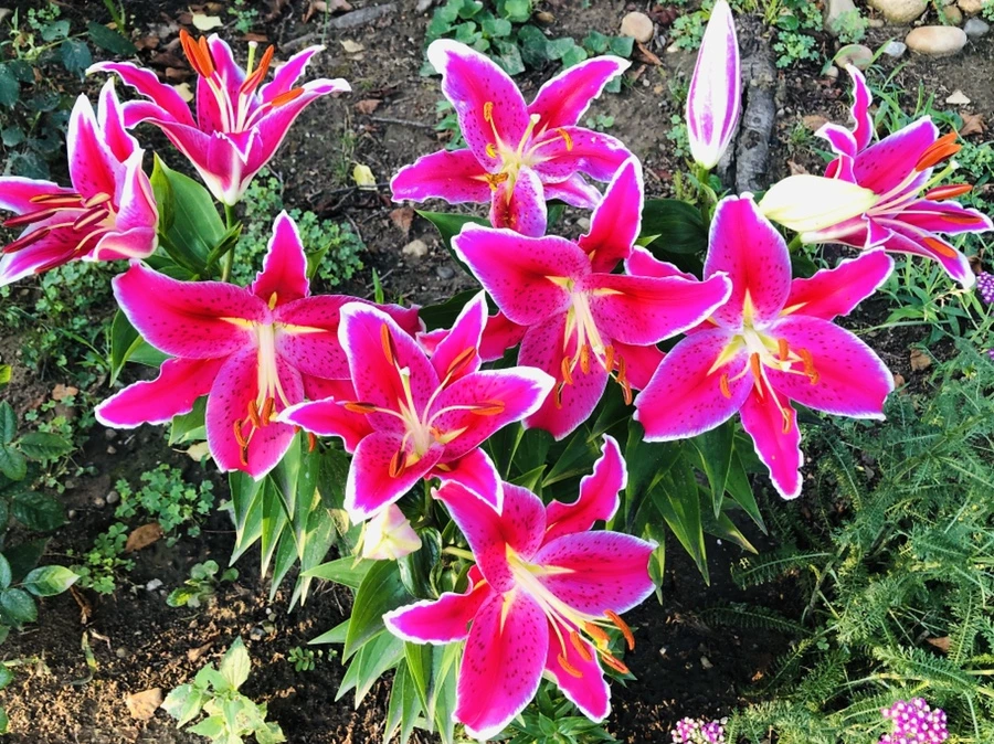 IMG_2462.jpg?type=w966