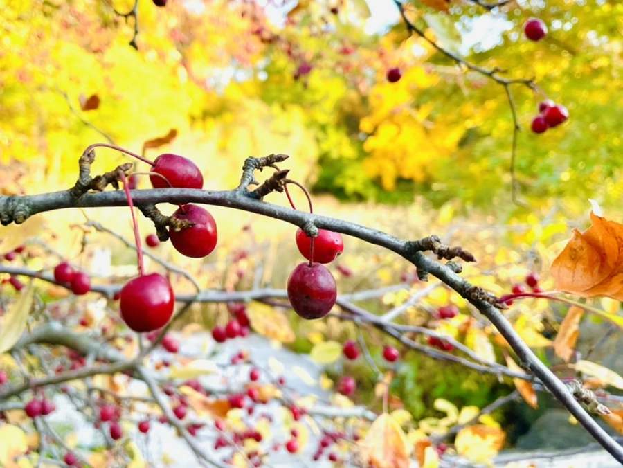 IMG_1801.jpg?type=w966