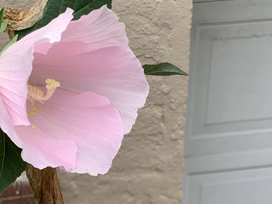 IMG_6041.jpg?type=w966