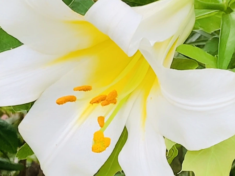 IMG_5649.jpg?type=w966