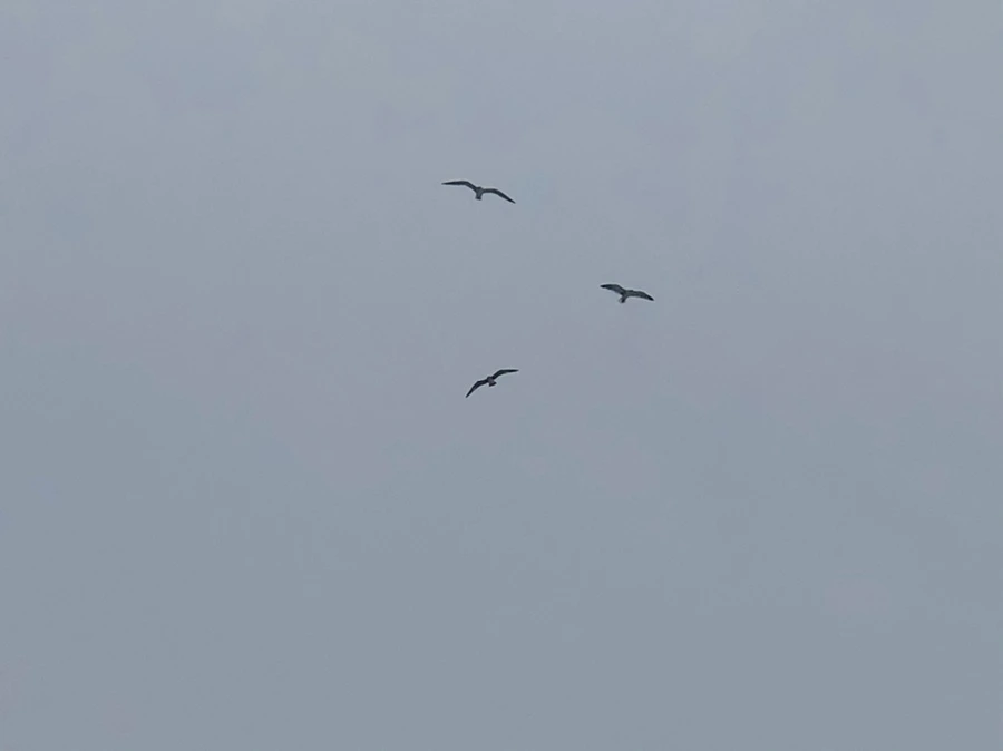 IMG_2733.jpg?type=w966