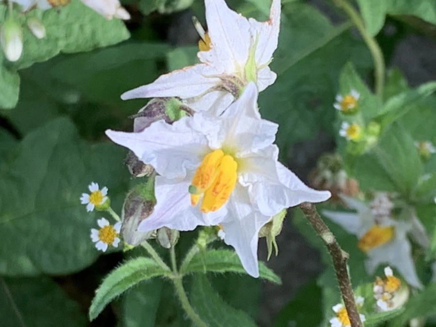 IMG_8968.jpg?type=w966