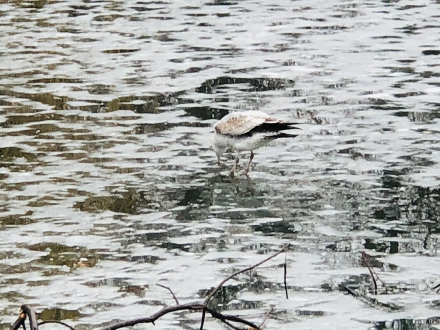 IMG_5566.jpg?type=w966