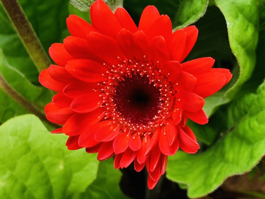 IMG_7268.jpg?type=w966