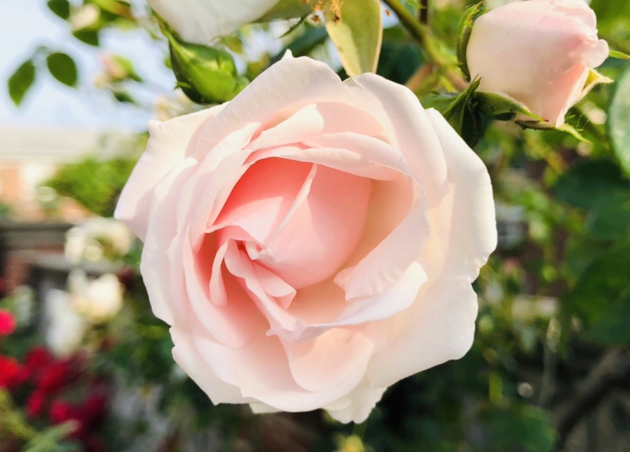 IMG_8751.jpg?type=w966