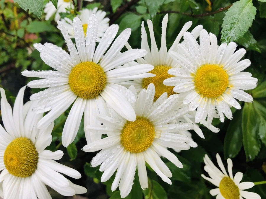 IMG_2930.jpg?type=w966