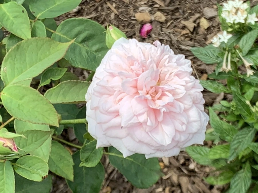 IMG_5432.jpg?type=w966