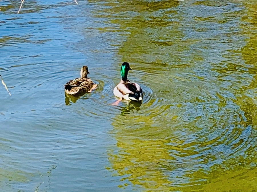 IMG_3104.jpg?type=w966