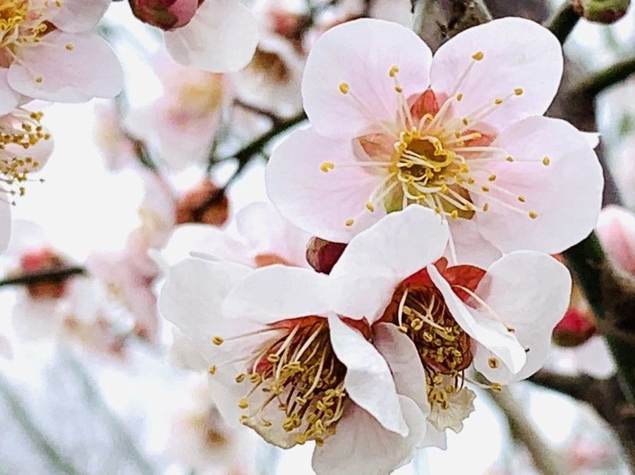 IMG_3643.jpg?type=w966