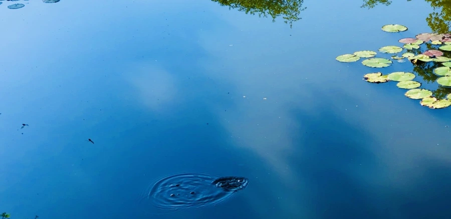 IMG_3954.jpg?type=w966