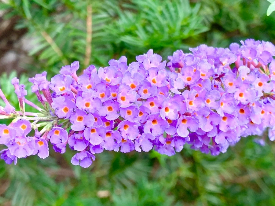 IMG_5010.jpg?type=w966