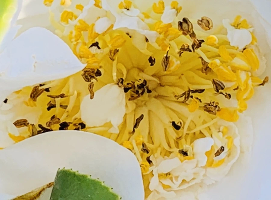 IMG_7537.jpg?type=w966