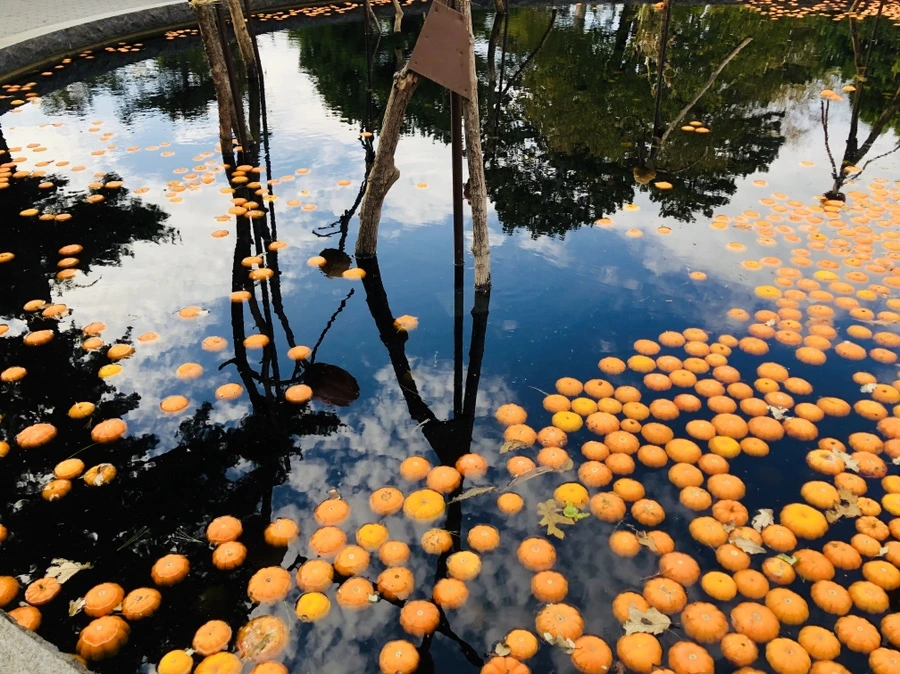 IMG_1575.jpg?type=w966