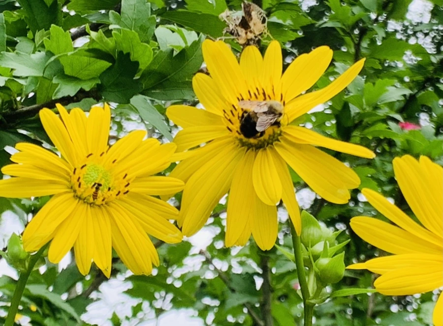 IMG_1091.jpg?type=w966