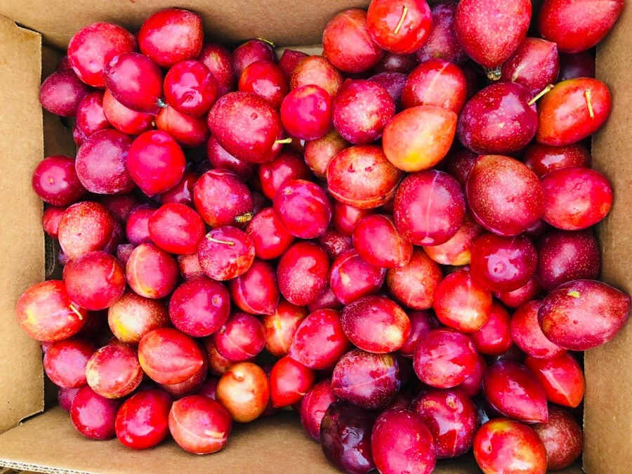 IMG_1925.jpg?type=w966