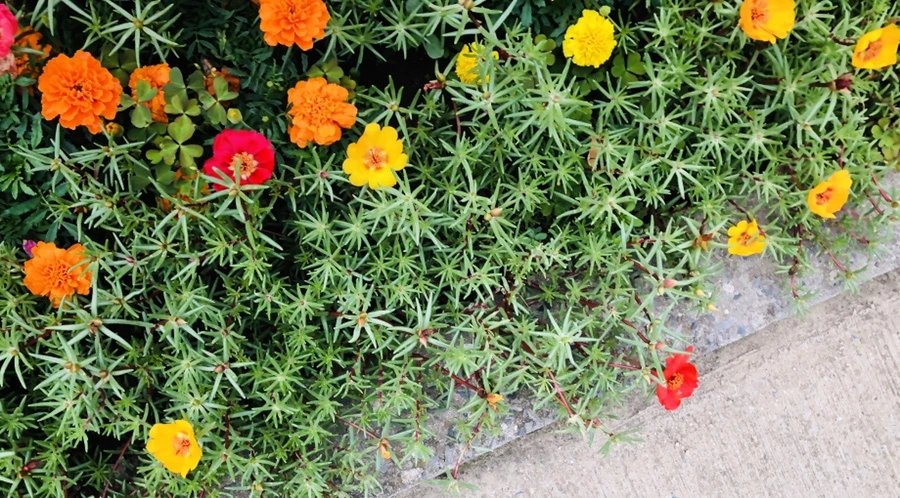 IMG_1285.jpg?type=w966