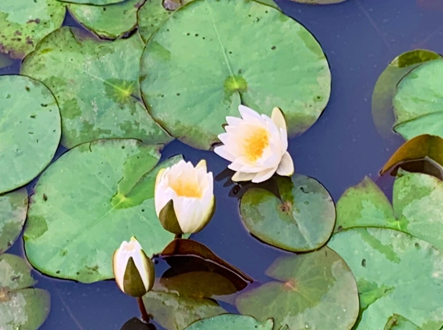 IMG_8264.jpg?type=w966