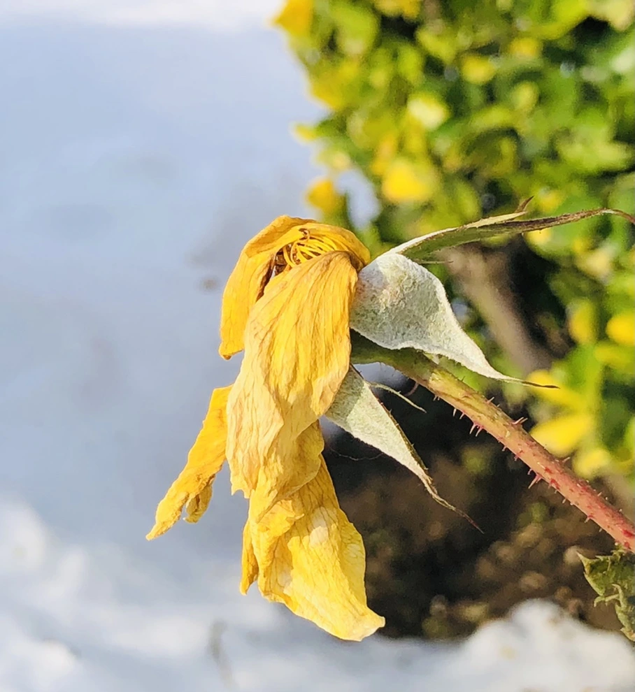 IMG_7737.jpg?type=w966