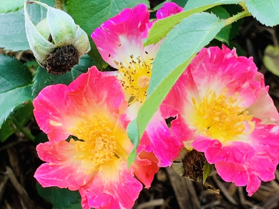 IMG_0525.jpg?type=w966