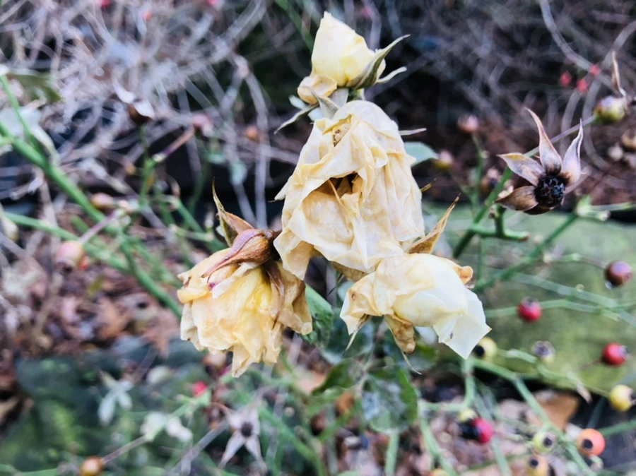 IMG_8771.jpg?type=w966