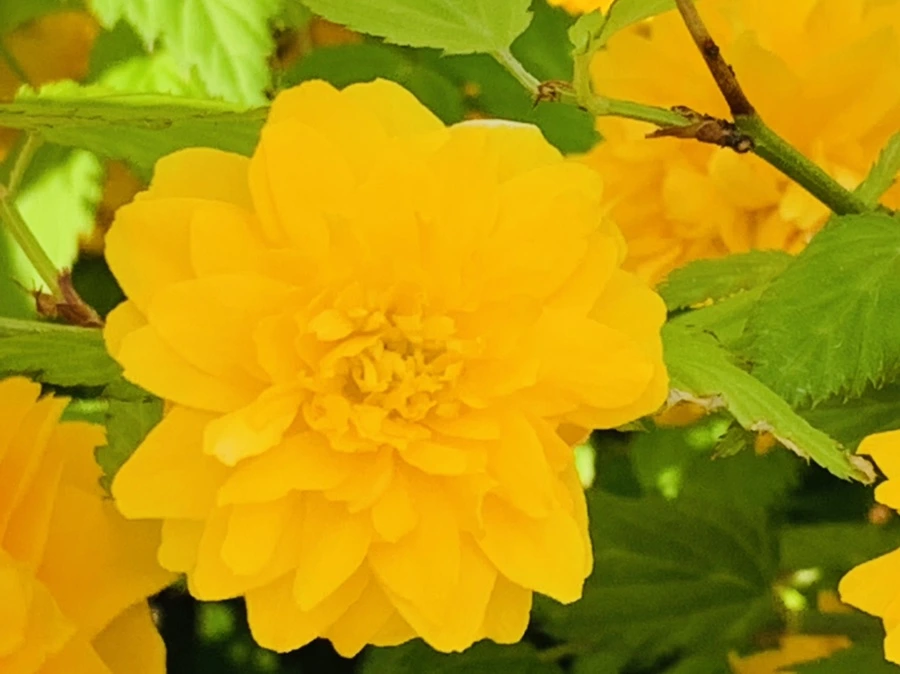 IMG_1043.jpg?type=w966