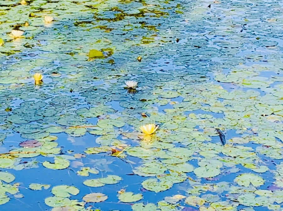 IMG_4327.jpg?type=w966