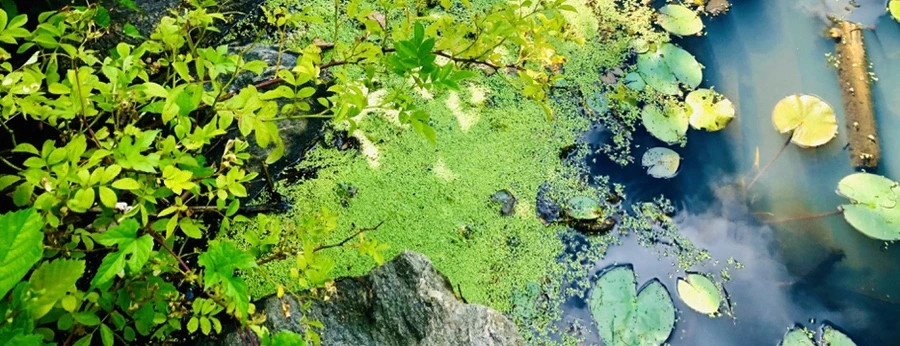 IMG_9898.jpg?type=w966