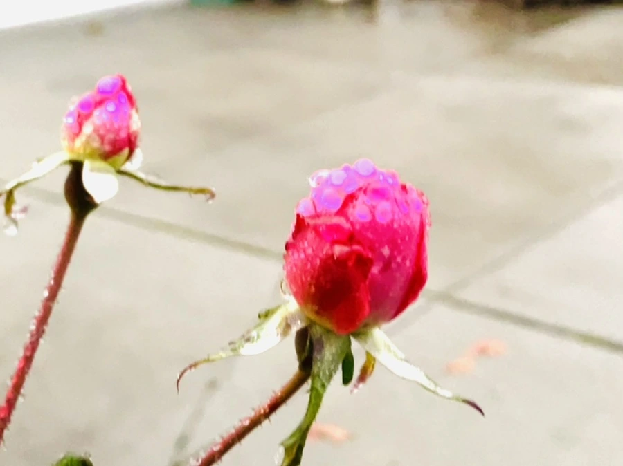 IMG_6371.jpg?type=w966