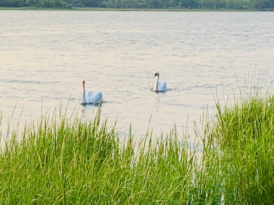 IMG_3715.jpg?type=w966