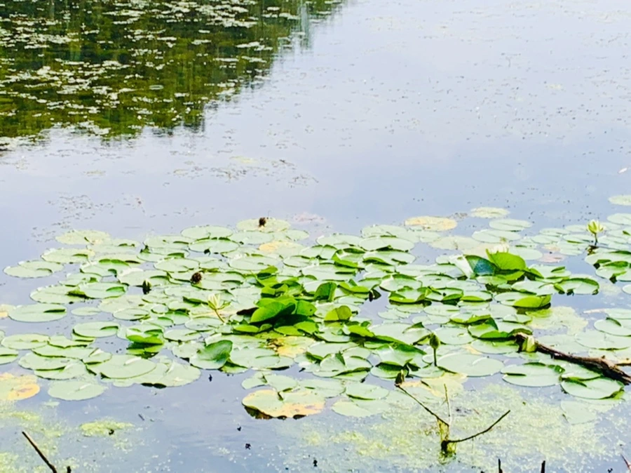 IMG_1223.jpg?type=w966