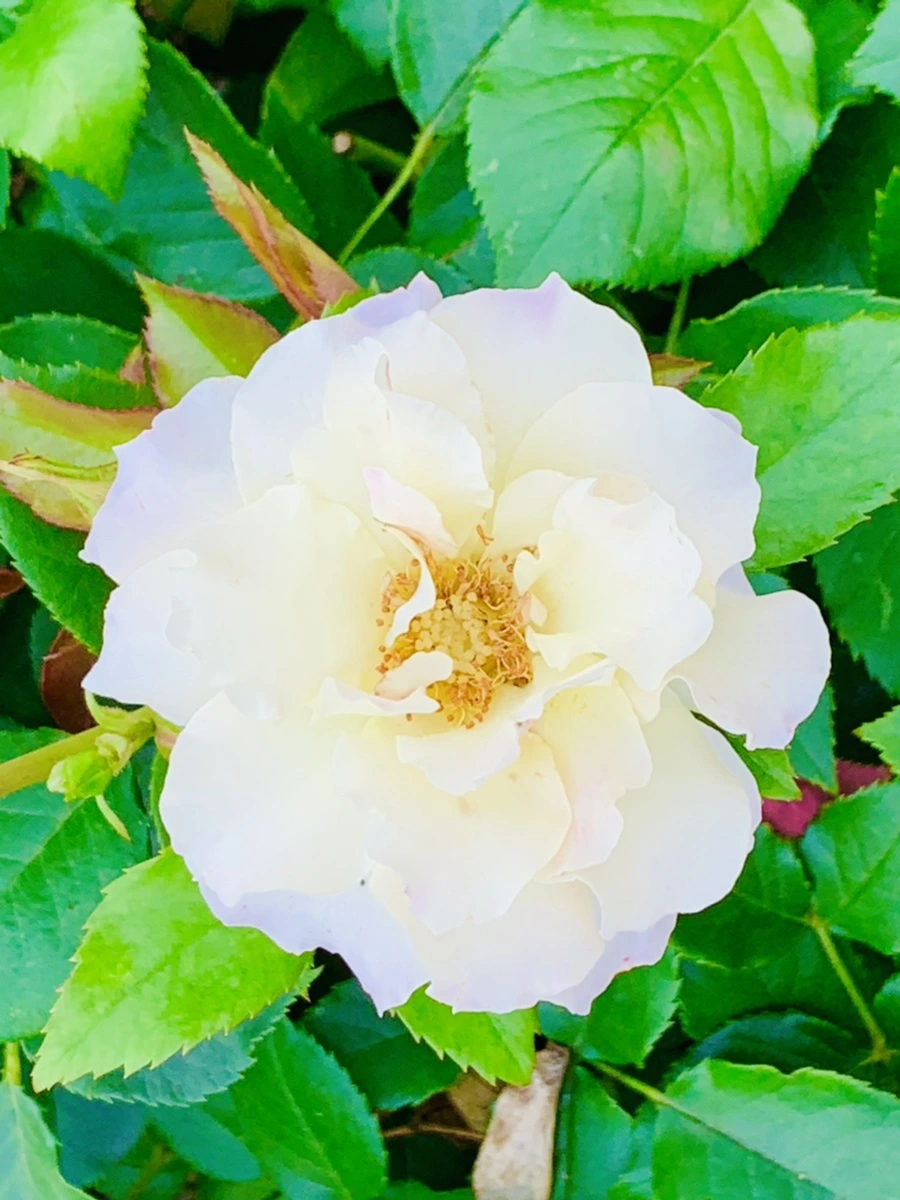 IMG_2690.jpg?type=w966