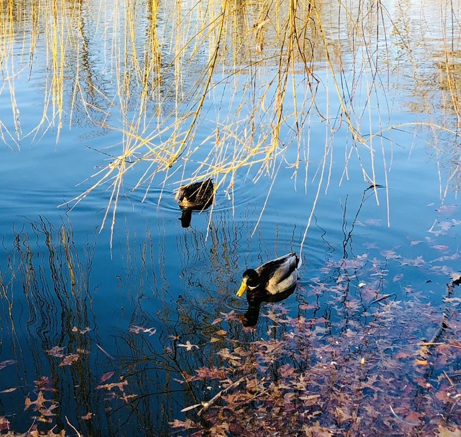 IMG_4248.jpg?type=w966