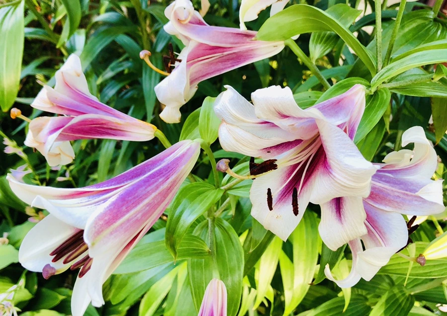 IMG_1891.jpg?type=w966