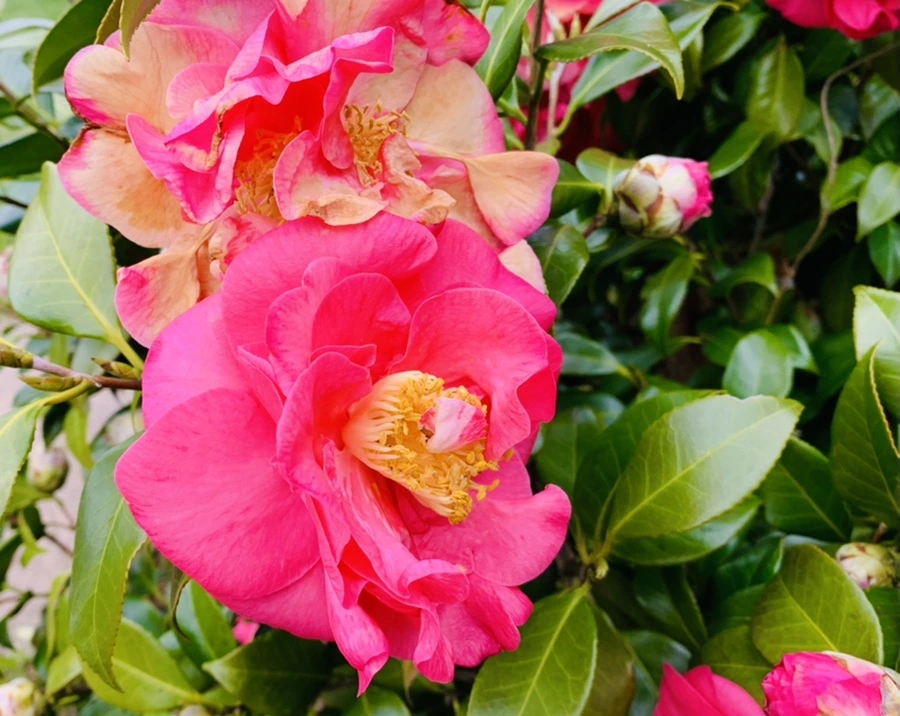 IMG_6641.jpg?type=w966