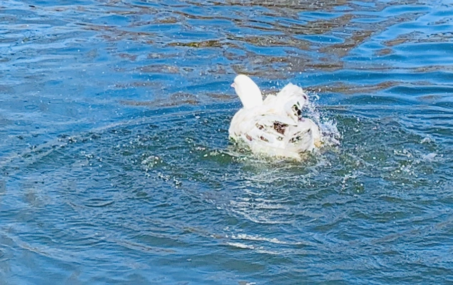 IMG_8920.jpg?type=w966