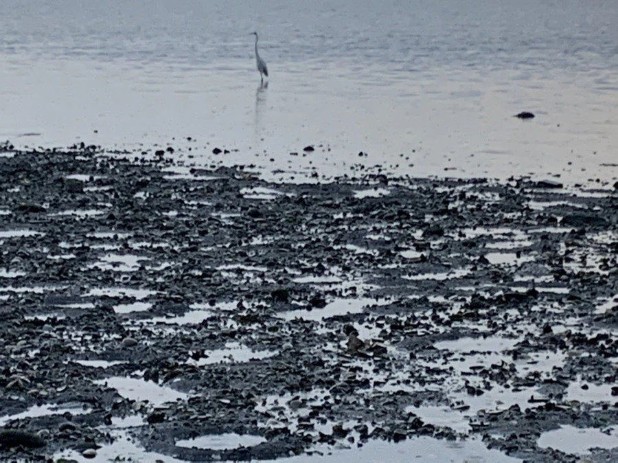 IMG_8150.jpg?type=w966