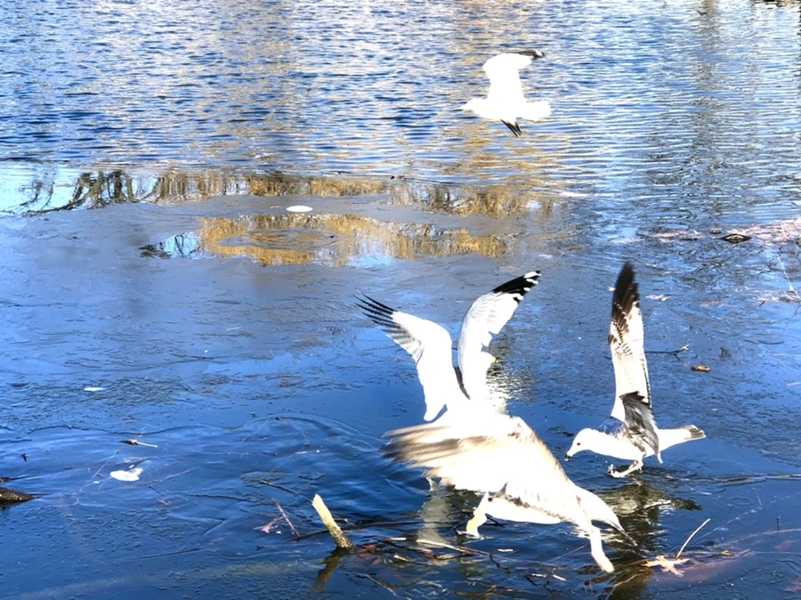 IMG_0516.jpg?type=w966