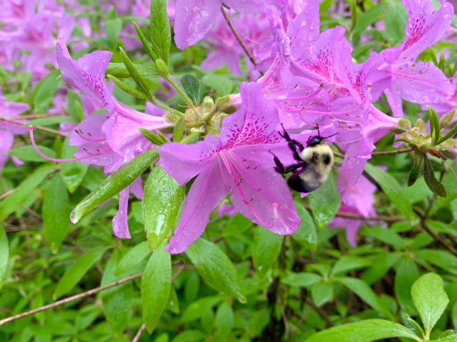 IMG_9930.jpg?type=w966