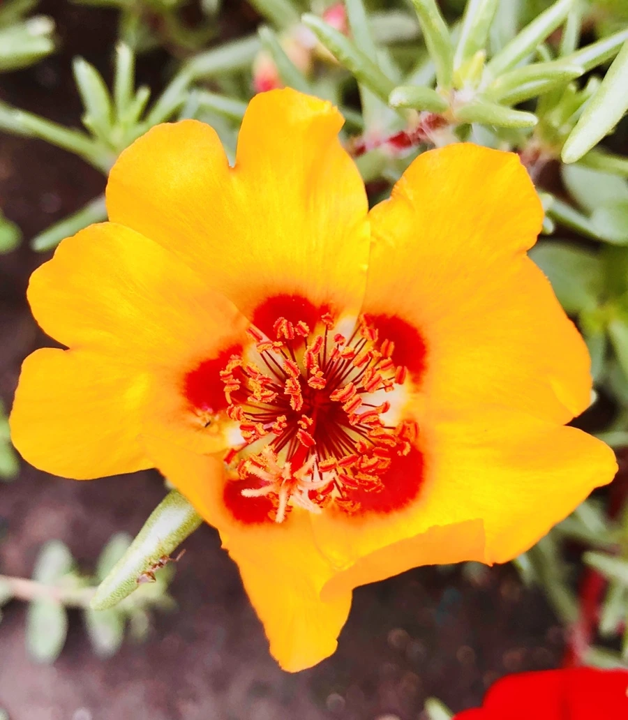 IMG_1452.jpg?type=w966