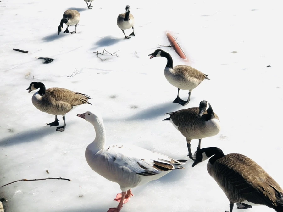 IMG_4491.jpg?type=w966