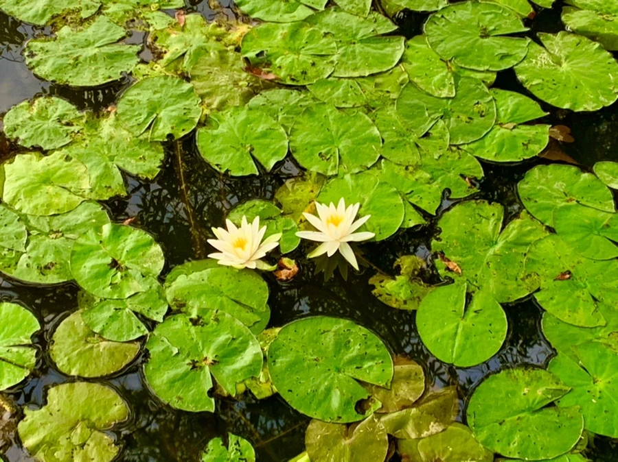 IMG_1832.jpg?type=w966