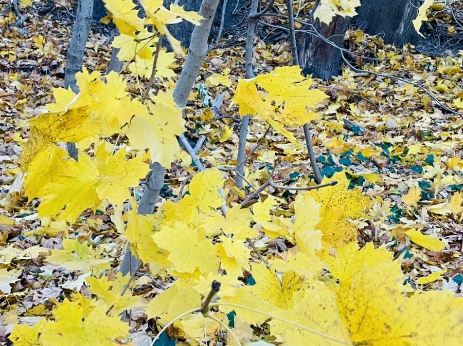 IMG_6684.jpg?type=w966