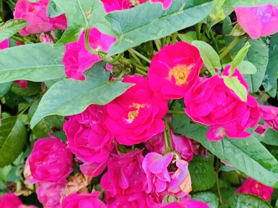 IMG_1007.jpg?type=w966